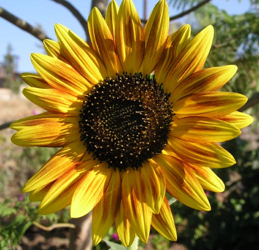 Helianthus Sun Flower.jpg